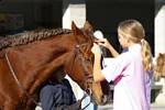 tn 100 horse amber and madison.jpg